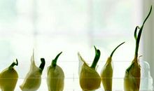 大蒜生长观察日记