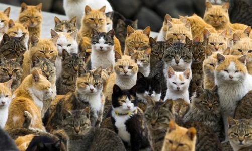 小猫钓鱼