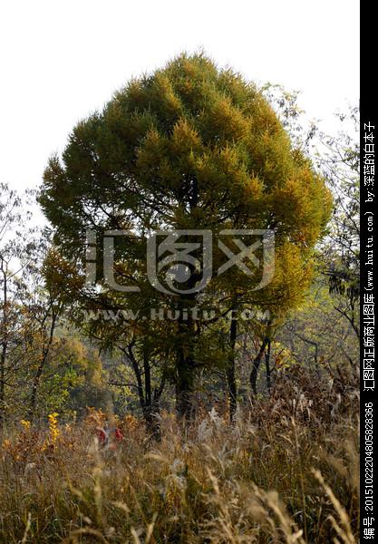 观察一棵松树