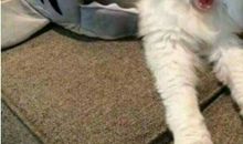 我想养只小动物