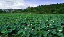 微风轻柔栀子余香