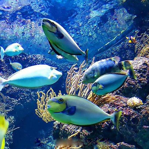 新加坡水族馆之旅