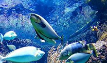 新加坡海洋馆之旅