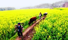 致春天的一封信