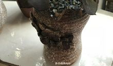 “多肉”来我家