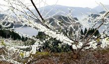 好一个满院春色