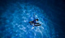 关于黄蜂的作文