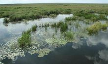 充满魅力的七星河湿地