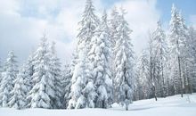 我发现了冬天的美丽