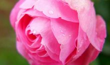 震撼我心灵的蔷薇