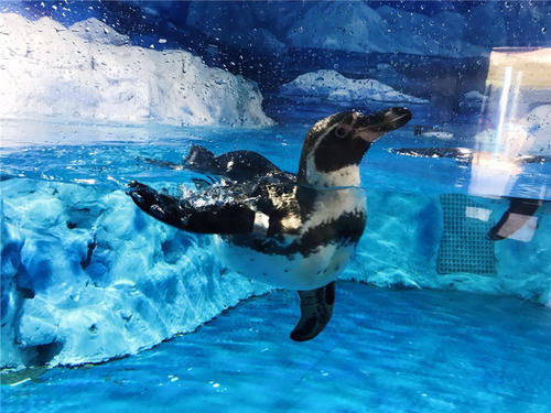 去水族馆