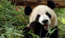 三年级国宝大熊猫作文