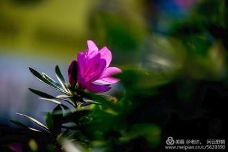 花日