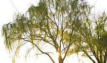 哭泣的柳树
