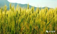家乡的小麦