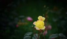 那样的风花雪月,让我难忘