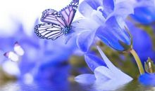 又见翩跹蝴蝶飞