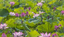 偏是那荷塘让人念