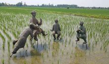 一粒大米的旅行