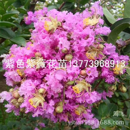 想念那朵紫色的花