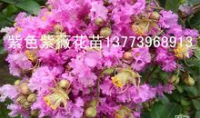 错过那一丛紫花