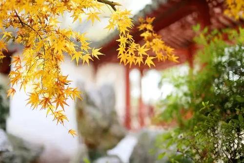 爱在秋天
