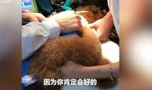 小区里的小动物