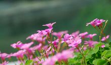 绽放自己的美好