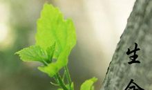 写植物顽强生命