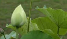 雨中游览植物园