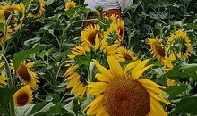 你，是我的太阳