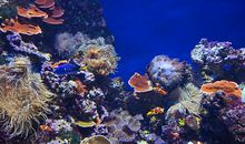 新奇的海洋世界