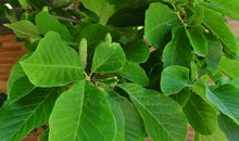 树根、树干、树叶和果子