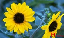 走过有你相伴的四季