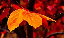 早安，我的植物朋友