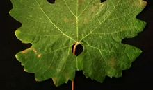 假如我是一片小树叶