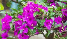 三角梅作文400字四年级