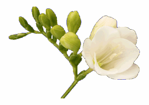 幸福就像花一样美丽