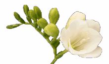 幸福像花一样美