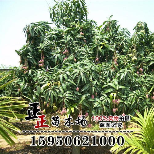 四个季节的芒果树