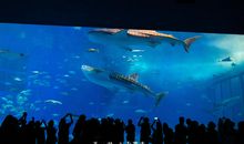 游冲绳美丽海水族馆