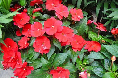 想到花