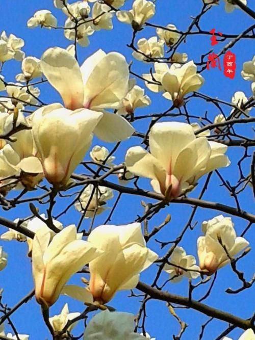 木兰
