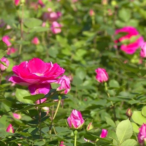窗户外面，还散发着花香