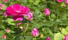 窗外，亦是花香弥漫