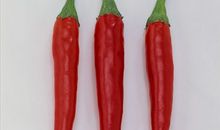 辣椒