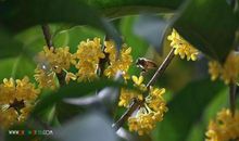 我爱美丽的桂花树