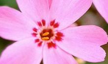 那一朵花静静地绽放作文