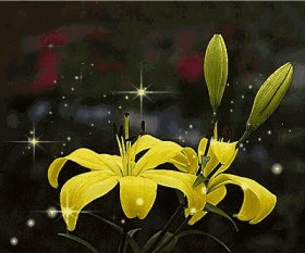 最美丽的关注