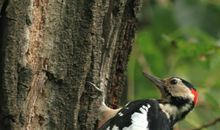 由啄木鸟想到的